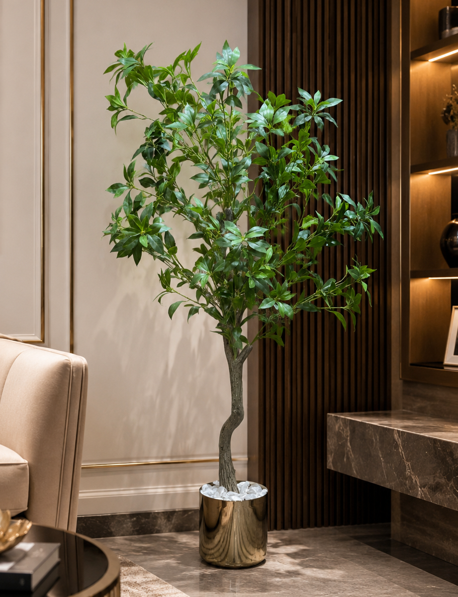 4 feet ficus tree